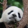 Profilbild von DisparatePanda