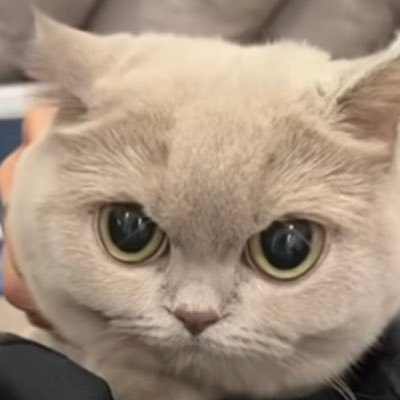 เจเจ่เจ้เจ๊เจ๋ ₍ᐡ⊃ ̫⊂ᐡ₎♡'s profile picture