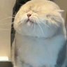 狂暴玉米鲨's profile picture