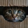 🐈החתול של שרדינגר profil fotoğrafı