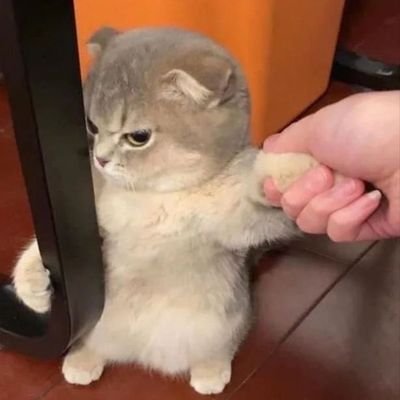 36_shuangjiang's profile picture