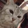 にゃんころ餅 的头像