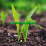 Profilbild von THE BACKYARD FARMERS $TOR