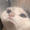 justagirl's profile picture