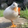 Lola profil fotoğrafı