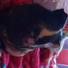 LILI LILICA's profile picture