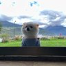 uniwanshijie profil fotoğrafı
