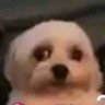 Beck's profile picture