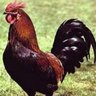 Profilbild von كمال