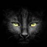 Black Cat profil fotoğrafı