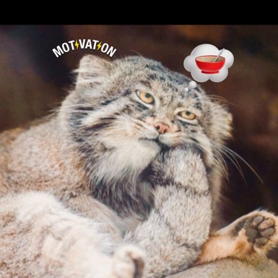rc_jig's profile picture