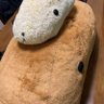 かぴ profil fotoğrafı