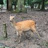 Фото профиля わた