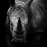 Profilbild von White Rhino