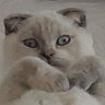 Tarcin's profile picture
