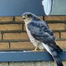 Фото профиля Der Falke