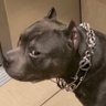 Taz profil fotoğrafı