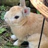 兎まろ(うさまろ) 的头像