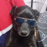 El Chelo's profile picture