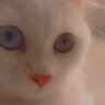 فاطمة's profile picture