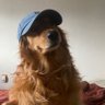 Armando's profile picture