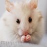 Profilbild von Remer