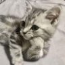 sofus 的头像