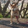 桃太郎🐒🕊🐕🍑🍡☀️🗻🌊 的头像