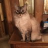 Фото профиля ScampCat