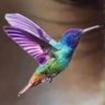 Hummingbird 的头像