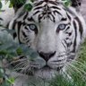 Tess profil fotoğrafı