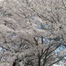 ユファ(柳花) profil fotoğrafı