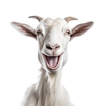 Goat Boy's profile picture