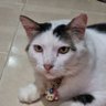 prapan's profile picture