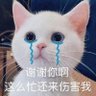 凭风指引 profil fotoğrafı