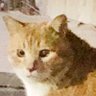 ぬこ's profile picture