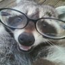 Profilbild von Mapache 🦝
