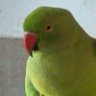 ∞ Ace_maker ∞'s profile picture