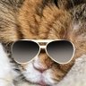 ももち's profile picture