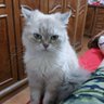 maram 🔻 profil fotoğrafı