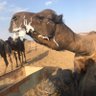 Фото профиля المشعاب