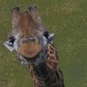 Profilbild von Orchid