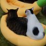Profilbild von 乃梨🐈️🐈️🌵