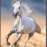 Profilbild von horse