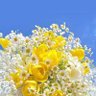 mei 🌻( めい ) 的头像