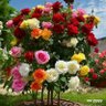 Фото профиля مين عايزة زبي