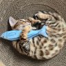 Profilbild von としゆき&ねこ
