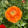 Фото профиля 花*⸜(๑’ᵕ’๑)⸝*