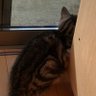 Profilbild von みょんきち動画編集者