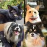 Фото профиля TMcatsdogs